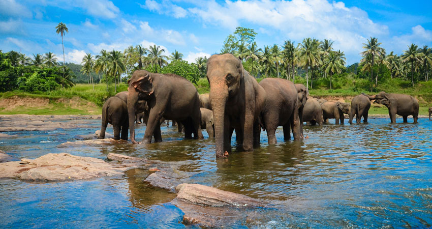 Amazing Sri Lanka